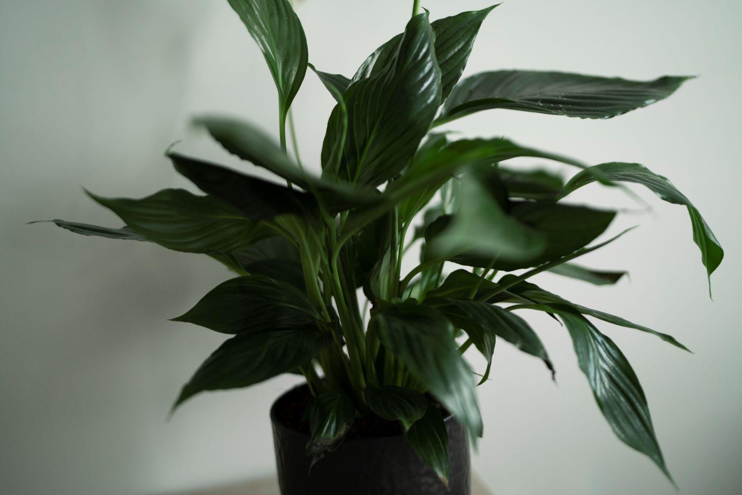 Botanica Residence 贝尔格莱德 外观 照片